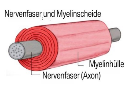 Meyelin-001