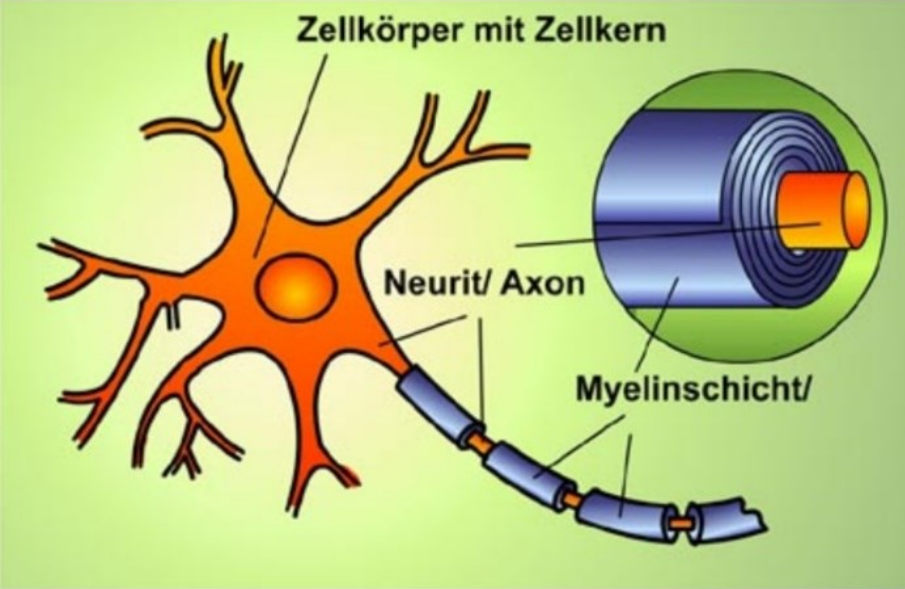 Meyelin-002